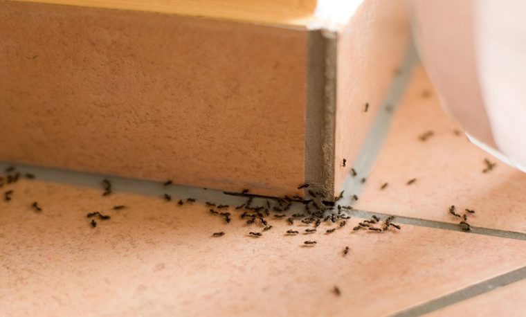 ترفندهای از بین بردن حشرات خانگی