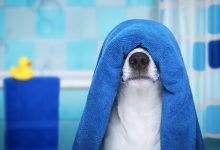 تصویر چگونه بوی بد حیوانات خانگی را از بین ببریم؟
