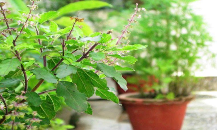 گیاهان دارویی که می توان در خانه پرورش داد