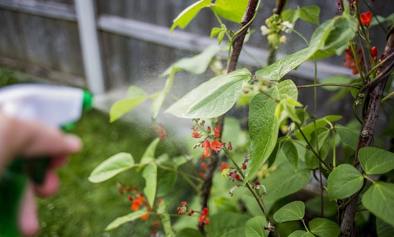از بین بردن حشرات گیاهان با صابون حشره کش