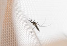 تصویر 8 روش طبیعی برای از بین بردن پشه ها در خانه